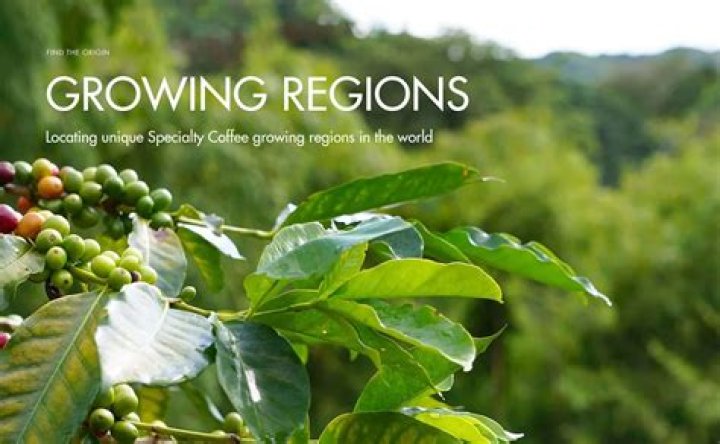 How does coffee help the economy?
