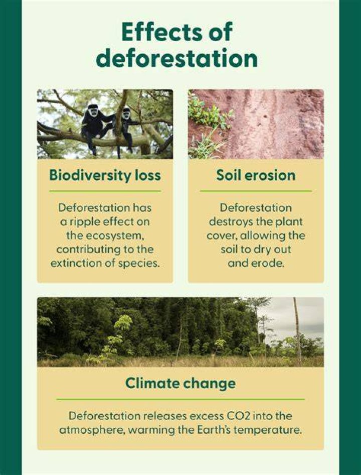 How does deforestation affect people in the rainforest?