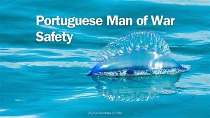 How does Portuguese Man of War reproduce?