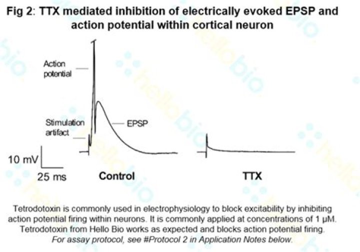 How does tetrodotoxin affect action potential?