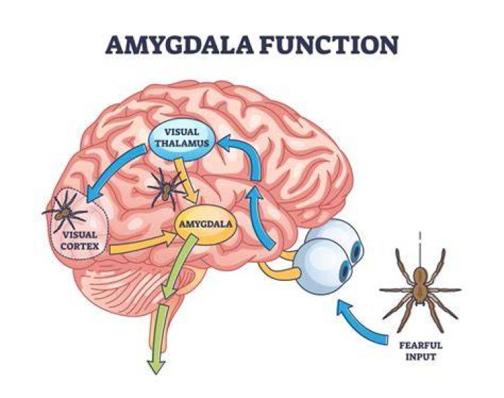 How is amygdala pronounce?