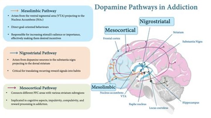 How is dopamine synthesized by neurons?