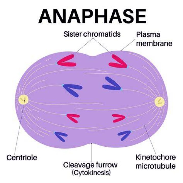 How is the anaphase-promoting complex activated?