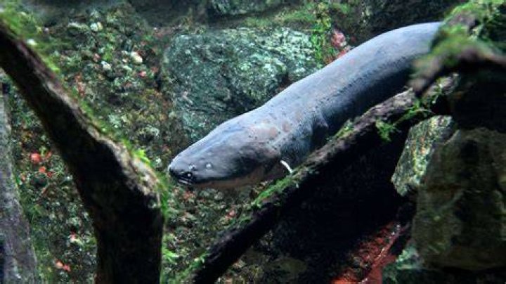 How long can eels survive?