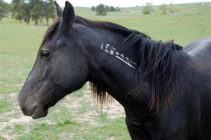 How long do you leave a freeze brand on a horse?