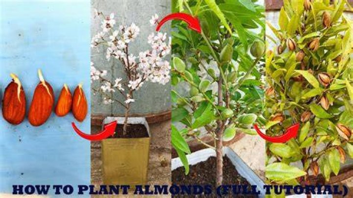 How long does almond bark take to harden?