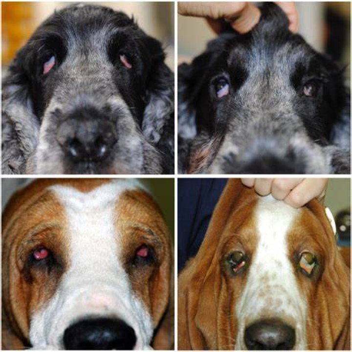How long does it take for a dog to recover from entropion surgery?