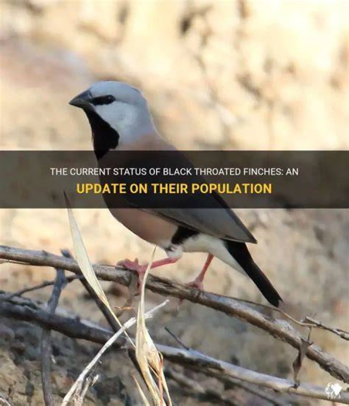 How many black-throated finches are left?