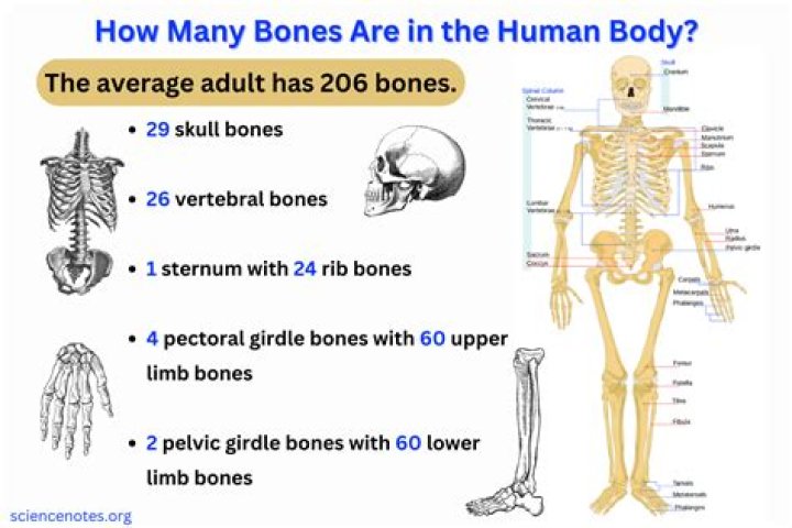 How many bones does a gray whale have?