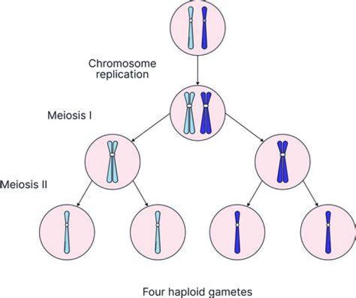 How many chromosomes does a gamete produced by meiosis have?
