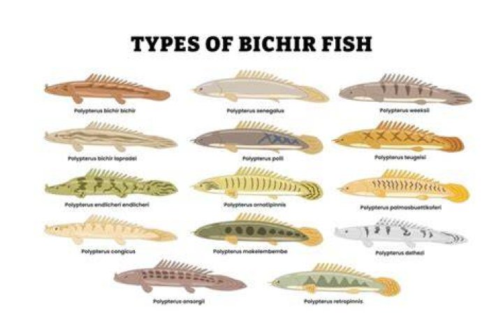 How many species of bichir are there?