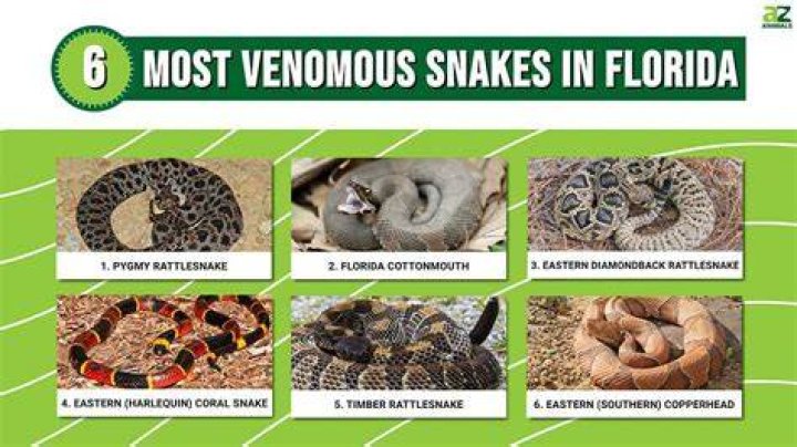 How many venomous animals are in Florida?