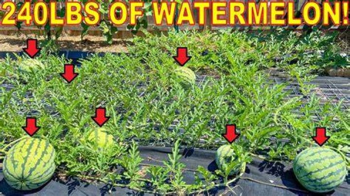 How many watermelon can you grow per acre?