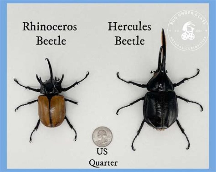 How much did the original Beetle weigh?
