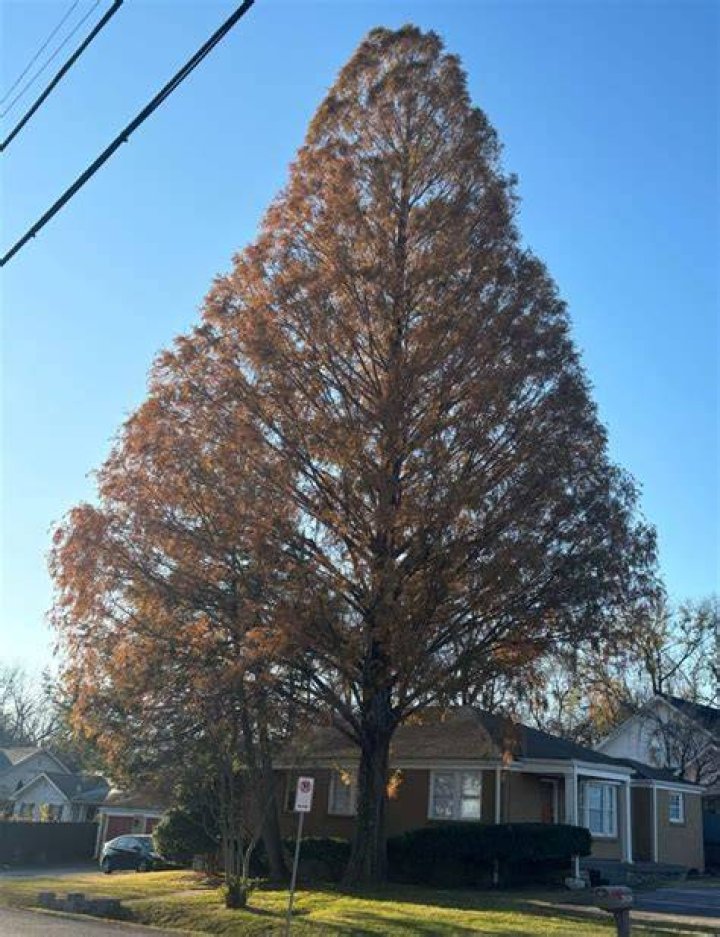 How much does a bald cypress tree cost?