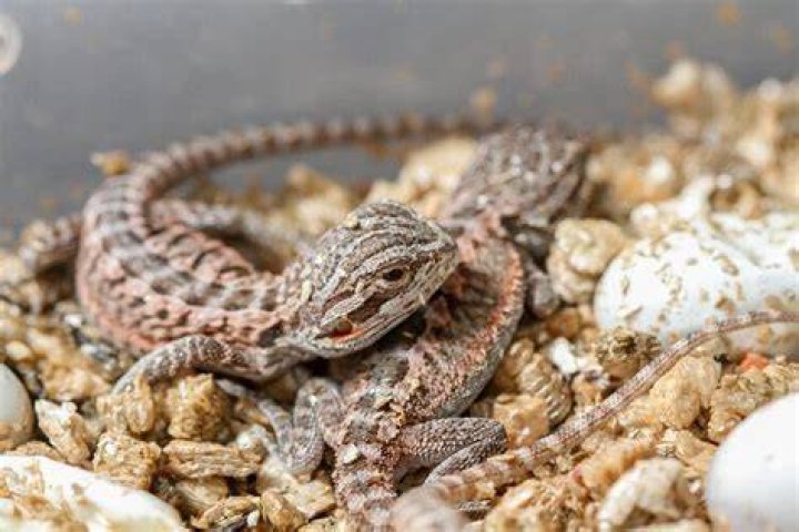 How much does a bearded dragon baby cost?