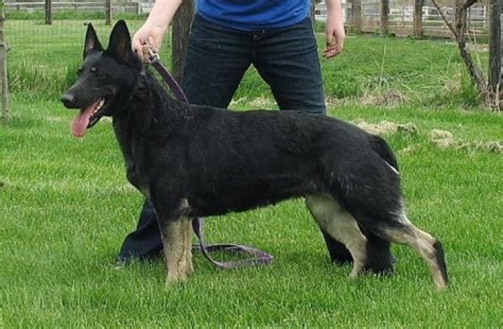 How much does a black and tan German Shepherd cost?