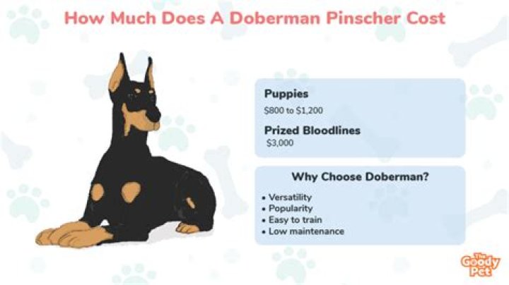 How much does a Doberman dog cost?