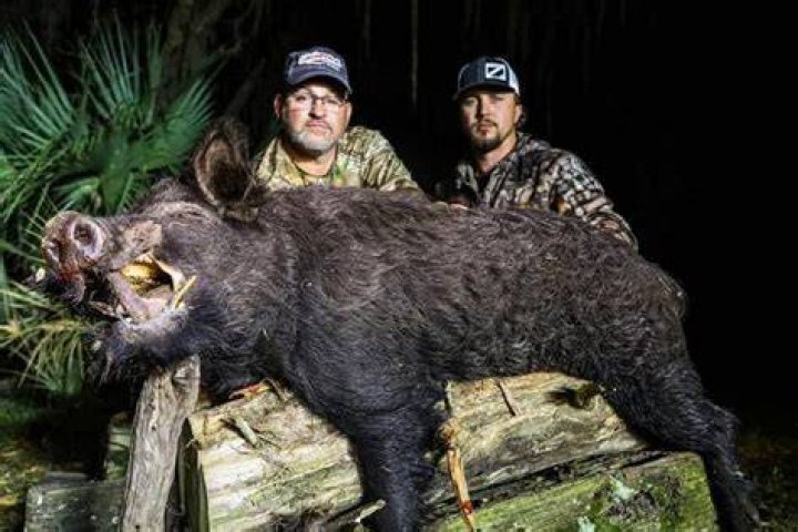 How much does a hog hunt cost in Florida?