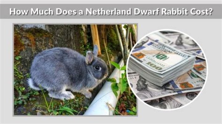How much does a Netherland Dwarf cost?