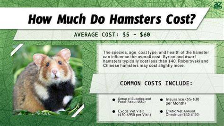 How much does a pet hamster cost UK?
