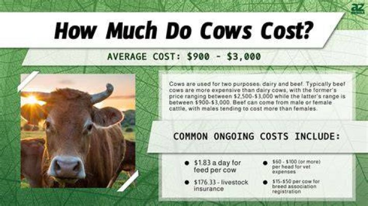 How much does a wow bot cost?