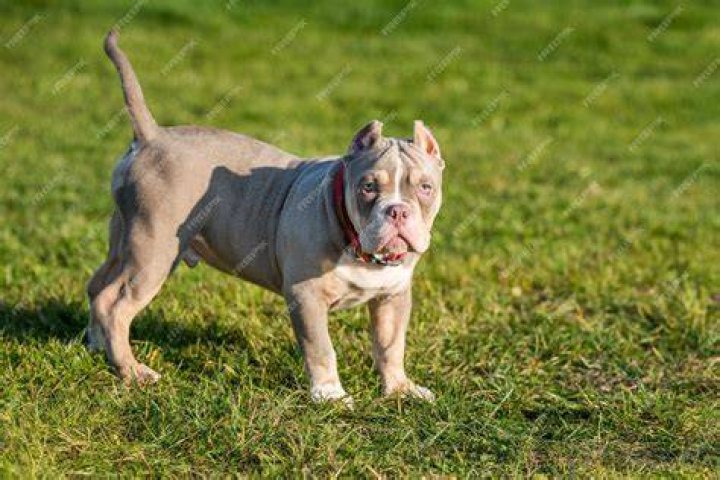 How much does an American bully puppy cost?