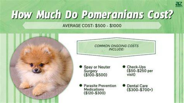 How much does miniature Pomeranians cost?