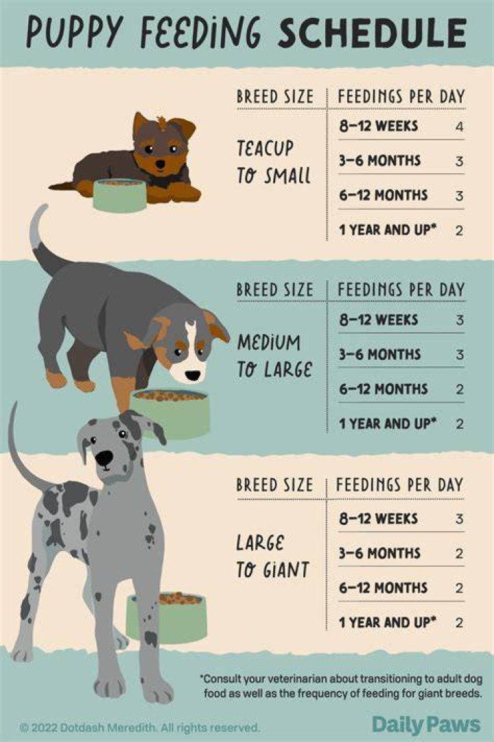How much should a 5 month old staffy eat?