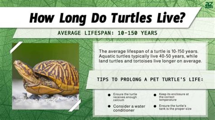 How old can a mud turtle get?