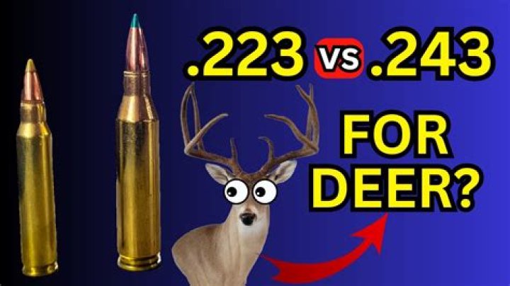 Is 243 good for coyote?
