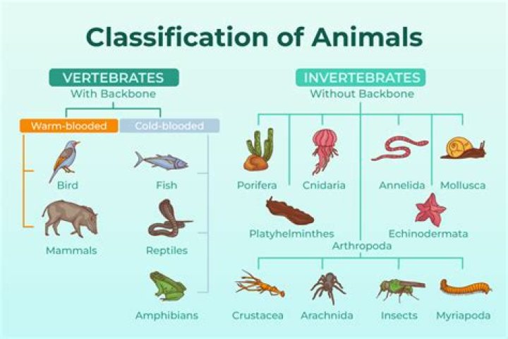 Is a genus divided into classes?