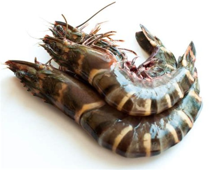 Is a tiger prawn a fish?