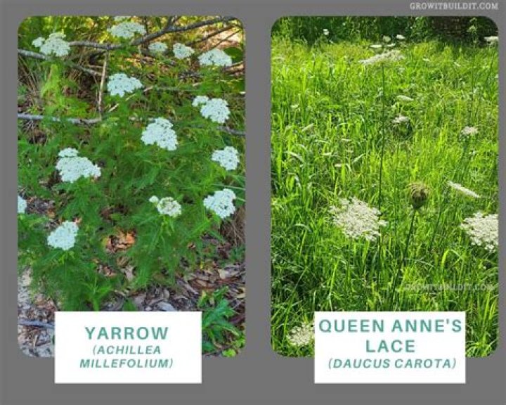 Is Achillea and yarrow the same?