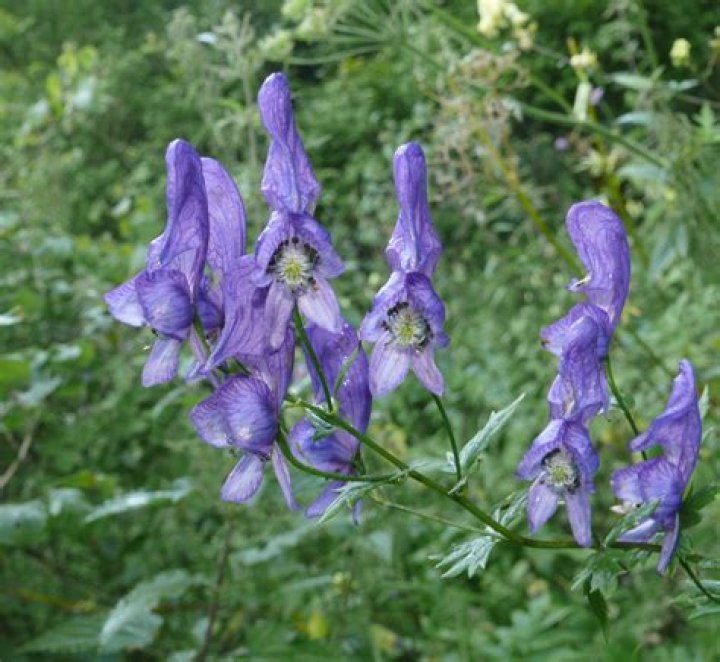 Is Aconitum ferox poisonous?