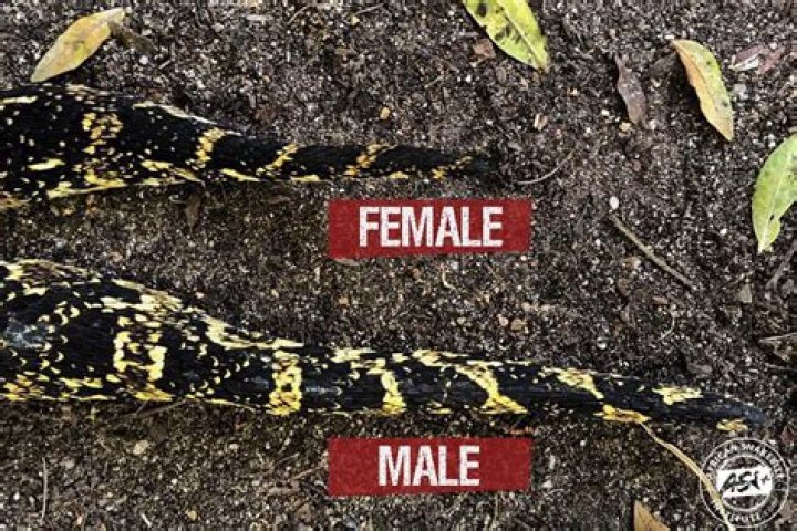 Is Airazor male or female?