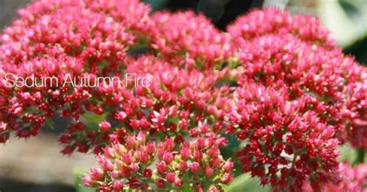 Is autumn fire sedum a perennial?