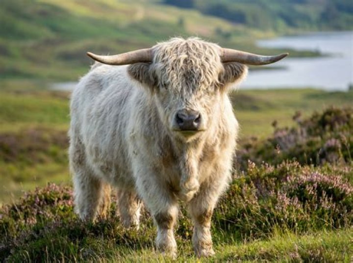 Is Balvenie a Highland or Speyside?