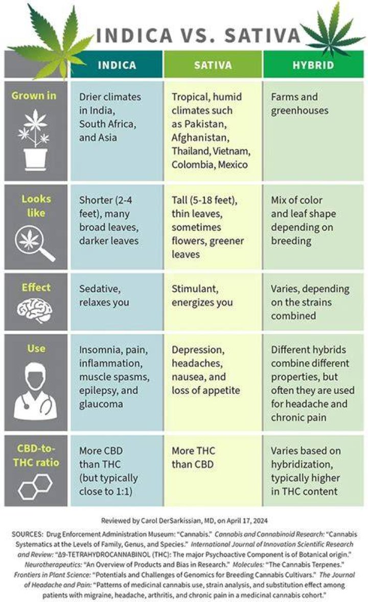Is Black Jack sativa or indica?