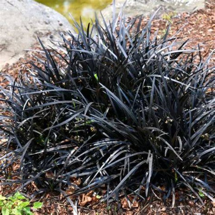 Is black mondo grass invasive?