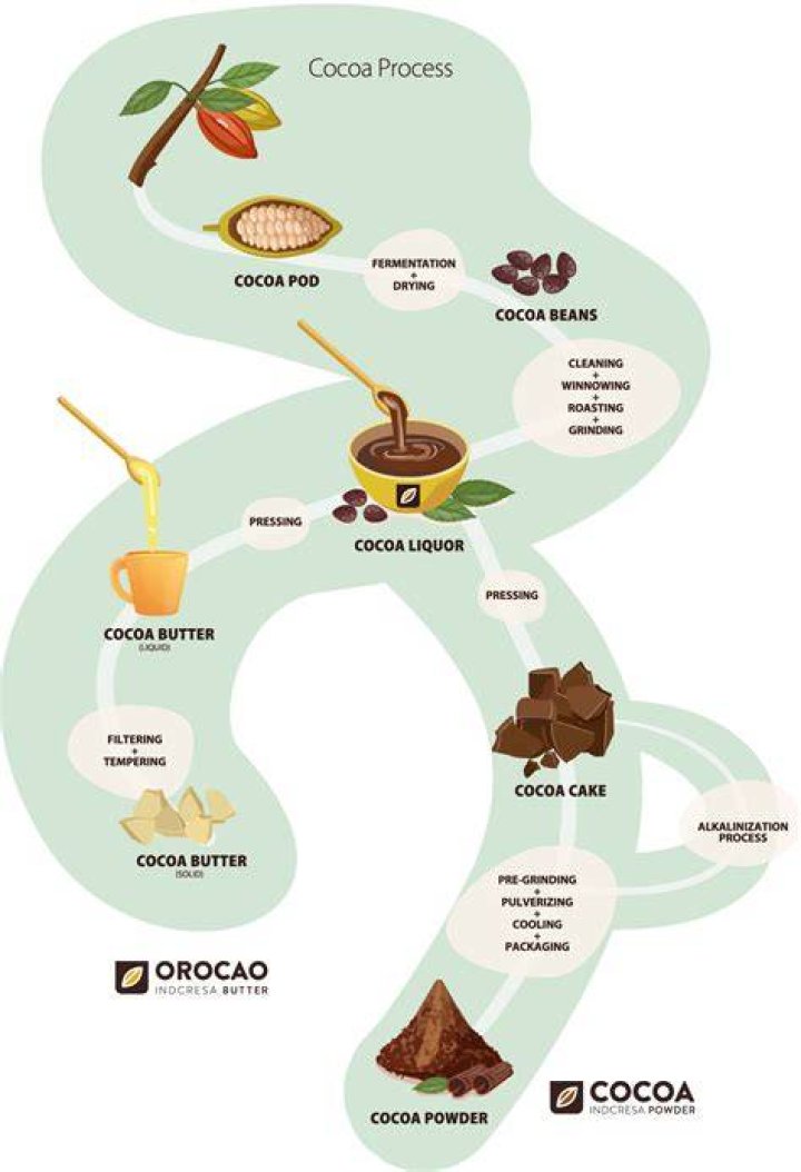 Is chocolate made from the same plant that makes cocaine?