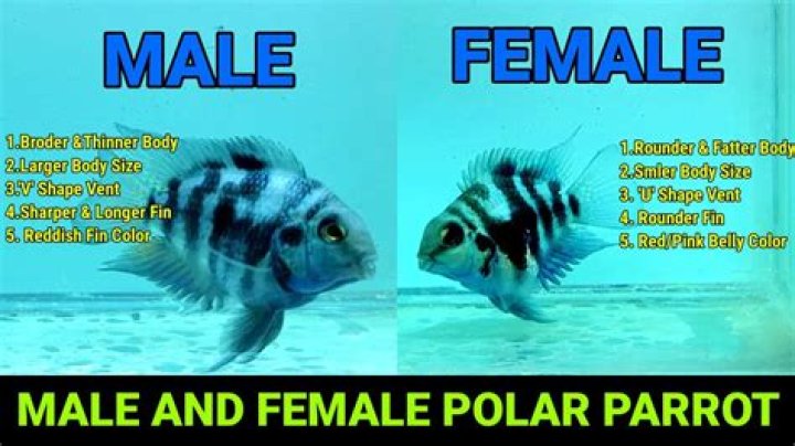Is Crusadermon male or female?