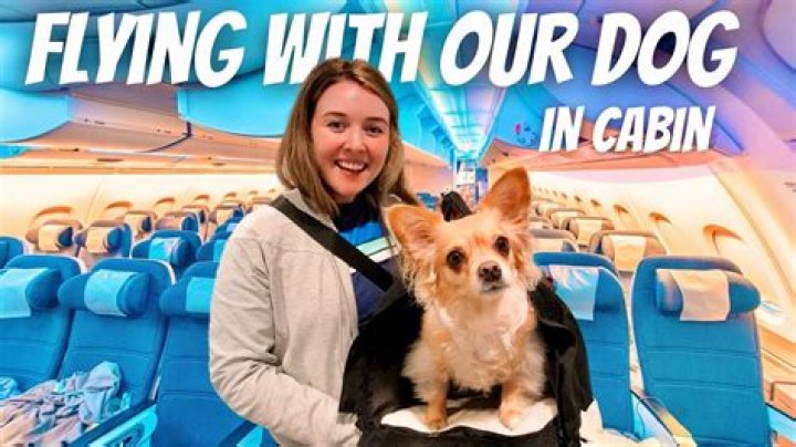Is Delta flying pets during Covid?