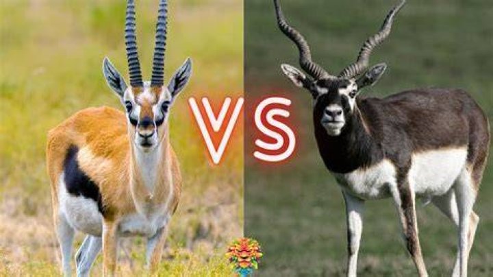 Is Gazelle a reliable website?