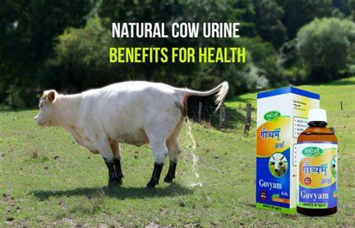 Is it healthy to drink cow urine?