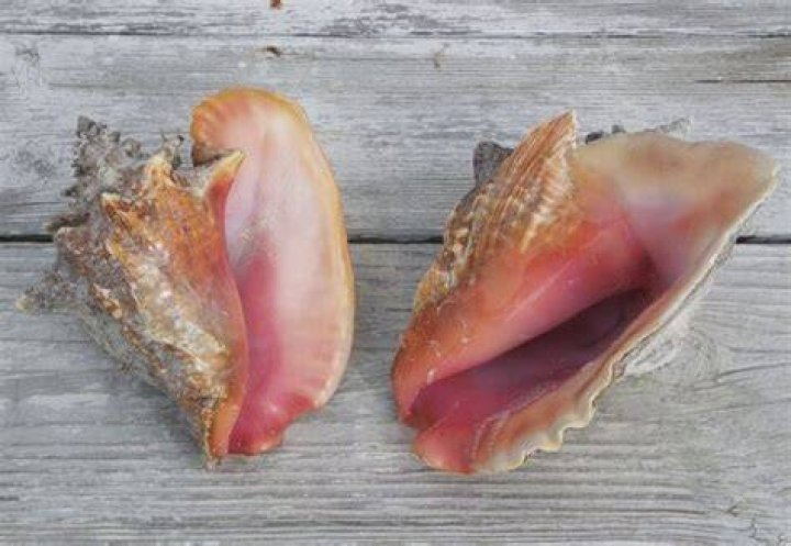 Is it illegal to take shells from the beach NZ?