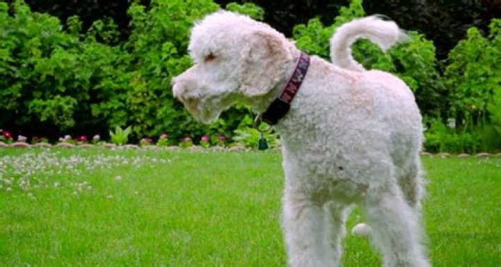 Is it normal for a dog to shake after surgery?