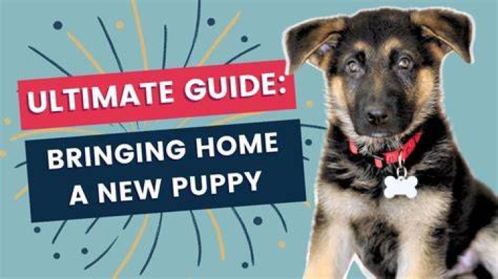 Is it safe to bring a puppy home to another dog?
