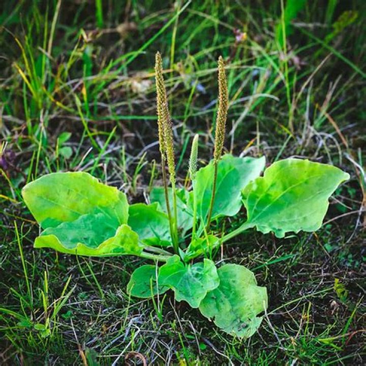 Is Plantago major edible?