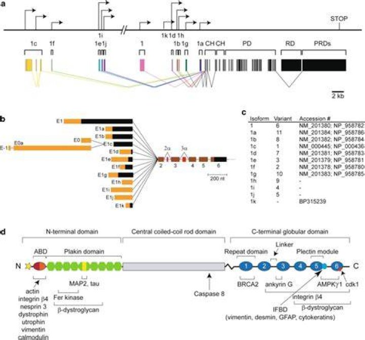 Is Plectin a protein?